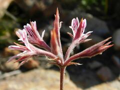 Pelargonium caledonicum