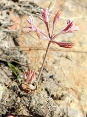 Pelargonium caledonicum