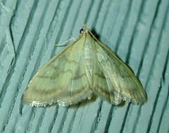 Crocidophora tuberculalis