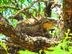 Ortalis poliocephala