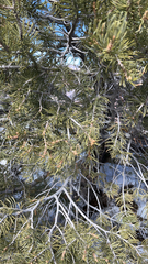 Pinus monophylla