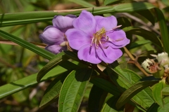 Melastoma sanguineum