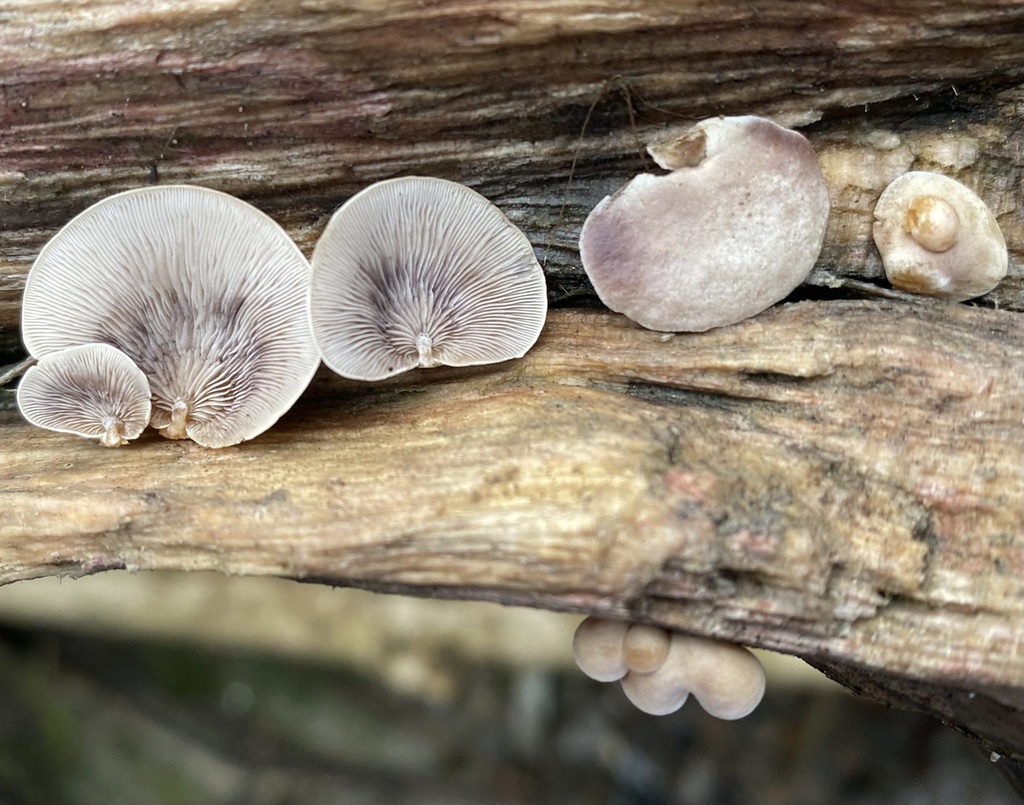 Deconica horizontalis · February 2023 · photo: © heimatlos (iNaturalist, cc0)