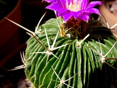 Echinofossulocactus lamellosus