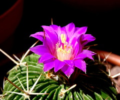 Echinofossulocactus lamellosus