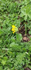 Primula veris