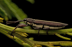 Rhinotia suturalis