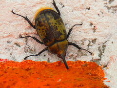 Dynastes hyllus