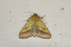 Pyrrhia umbra