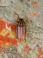 Polyphylla