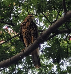 Parabuteo unicinctus