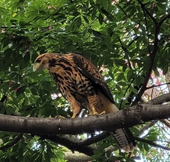 Parabuteo unicinctus