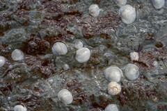 Heteranomia squamula