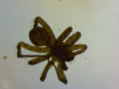 Pardosa hortensis