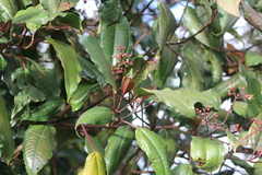 Miconia mexicana