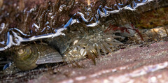 Aulactinia stella