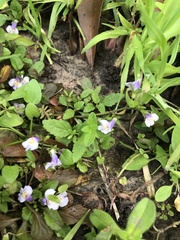 Mazus pumilus