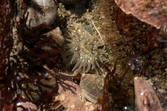 Aulactinia stella