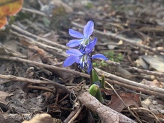 Scilla