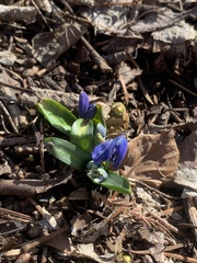 Scilla