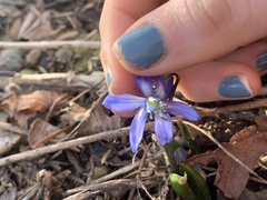 Scilla