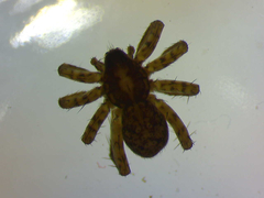 Pardosa hortensis