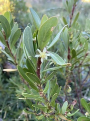 Tasmannia xerophila