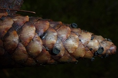 Piceomphale bulgarioides