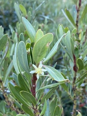 Tasmannia xerophila