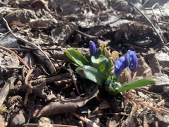 Scilla
