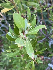 Tasmannia xerophila