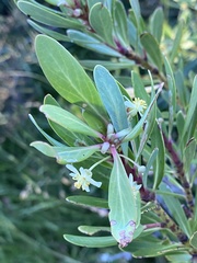 Tasmannia xerophila