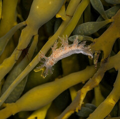 Dendronotus