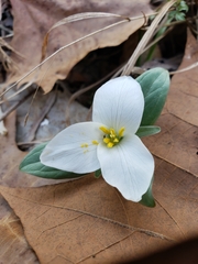 Trillium nivale