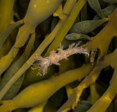 Dendronotus