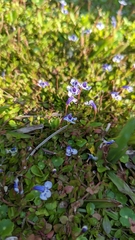 Lindernia grandiflora