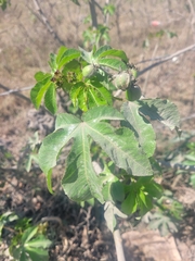 Jatropha gossypiifolia
