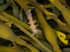 Dendronotus