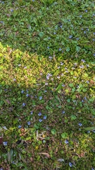 Lindernia grandiflora