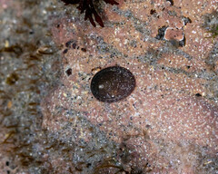 Testudinalia testudinalis