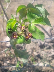 Jatropha gossypiifolia