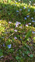 Lindernia grandiflora