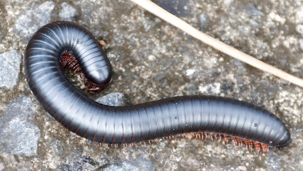 Southern Black Millipede