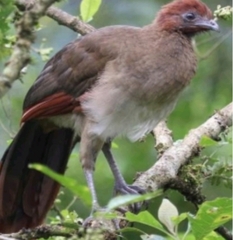 Ortalis erythroptera