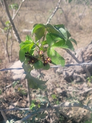 Jatropha gossypiifolia