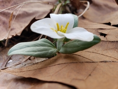 Trillium nivale