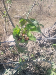 Jatropha gossypiifolia