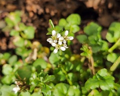 Cardamine hirsuta