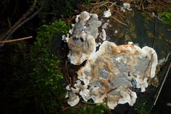 Stereum sanguinolentum