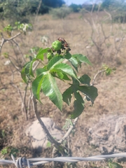 Jatropha gossypiifolia